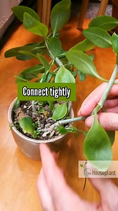 HOW TO SAVE A BROKEN STEM ON A HOUSEPLANT - A stem on my Leaf of Life plant broke some time ago. Instead of throwing it away, or trying to propagate it, I decided to try and save it by reconnecting the broken piece to its original stem. The plant healed well and I recreated the situation, so you can see what I did to help it ➡️ I broke the stem, partially⠀ ➡️ I pushed the two stem parts together, pressed them tightly and sealed with electrical tape ☺️ It will probably be better if you have graft