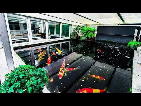 AMAZING INSIDE OUTSIDE KOI POND