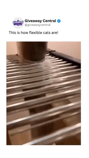 Giveaway Central on Instagram: "Cats are just alien creatures🤣 #cat #funny #flexible #viral #cats"