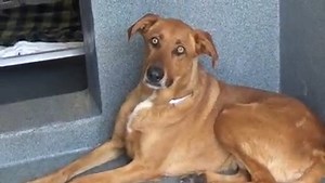 7.5K views · 511 reactions | ADOPTED  A5312805 ✰ BLUE -5/25/22-...