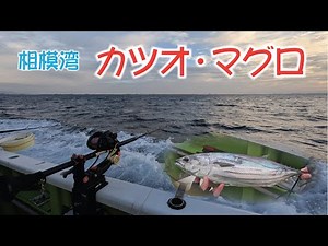 カツオ&マグロ 相模湾 エサ釣り