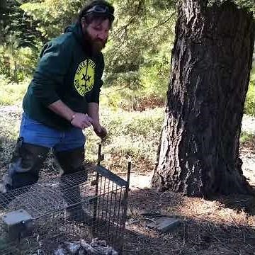 Bobcat climbs up tree super fast