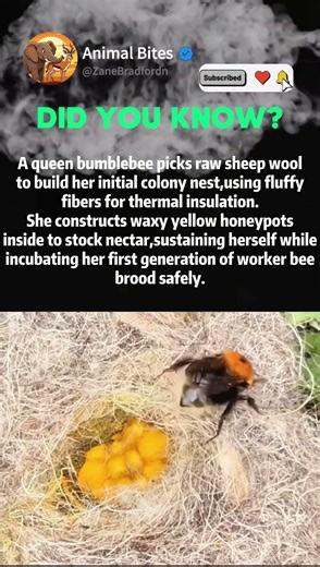 Bumblebee Queen Builds Luxury Nest In Raw Wool #naturedocumentary #wildlifefacts