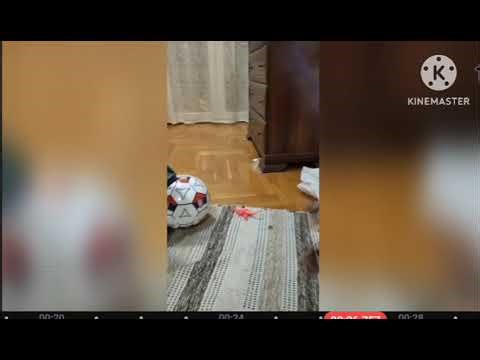 Baryonyx Vs spinosaurus | numberblock songs | animal songs