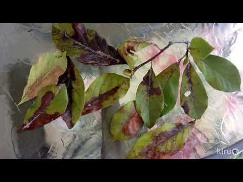 Troubled ‘Jane’ Magnolia Tree |Daphne Richards |Central Texas Gardener