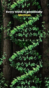 This “Tree” Has Been Alive for 80,000 Years 🌳😳 | Fascinating Nature #shorts