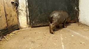 Pygmäen-Nilpferd-Baby, wissenschaftlicher Name Choeropsis liberiensis: Stockvideos & Filmmaterial (100 % lizenzfrei) 3699906281 | Shutterstock