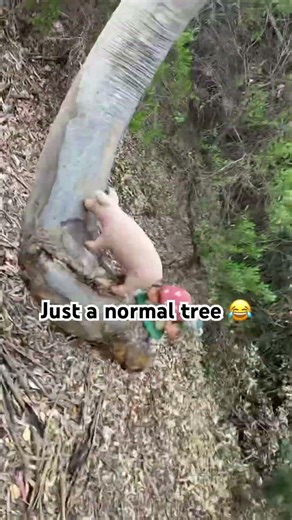 Pig on a tree #fypシ #memes #funny #shorts