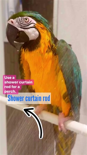 25K views · 1K reactions | A great perch idea for a large bird! Use a shower curtain rod. It gives them lots of room to move around. #cuteanimals #macaw #macawparrot #macawsofinstagram #macaws | Lucky Lou and Coco Too | Facebook