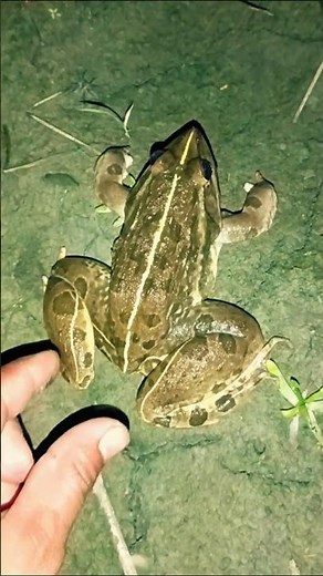 FUNNY Frog Moments That Will Make You LAUGH! #frog