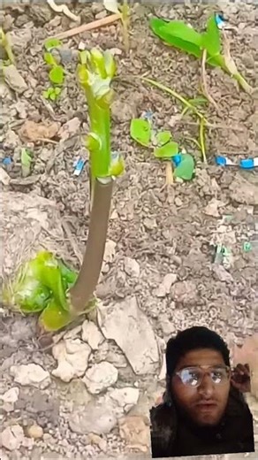 EASY Mango Grafting Technique?