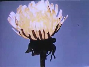 Documentary Films ● Flowers At Work: Pollination (1956) ● Educational Film
