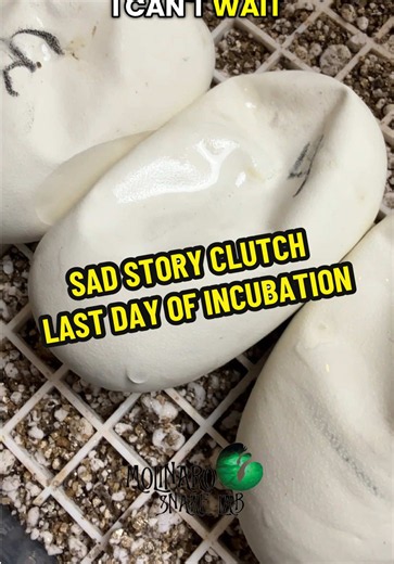 Our sad story clutch will be hatching any time now. #MolinaroSnakeLab #royalpython #BallPython #fyp #ballpythonbreeder