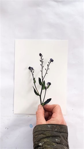 Beautiful poignant Forget-me-nots (genus Myosotis) these small, delicate flowers always make me smile. They are quite tricky to print with as the flowers tend to fall as soon as they are touched with the roller. Only last year I discovered an amazing fact about them, in that the yellow ring in the centre fades to white when pollinated, signalling that there is no more nectar to pollinators… They are associated with remembrance and true love and often given as gifts to loved ones, symbolising end