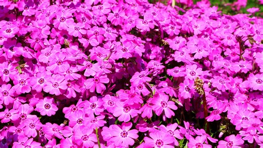 Spring, Flower, Purple. Free Stock Video