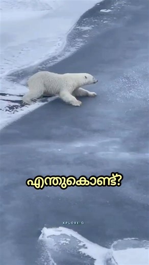 Polar bear facts 🐻‍❄️ Malayalam #shorts