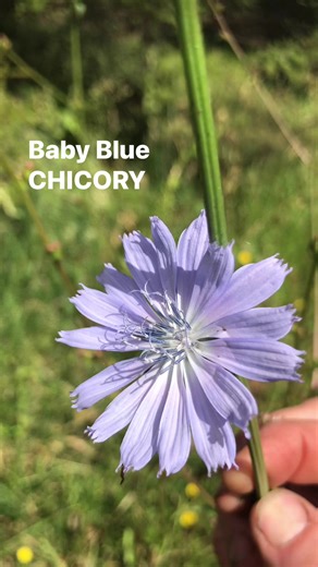 CHICORY wild in New Zealand (Cichorium intybus) #gardening #survival #Kai #newzealand | Prepper Kiwi