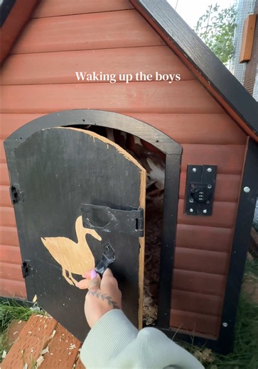 Royal Treatment for My Pet Ducks: Waking Up the Boys
