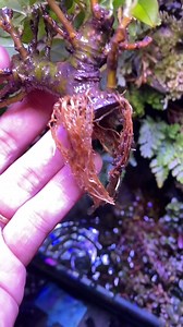 cách giâm cành sung | Phiêu Du Bonsai