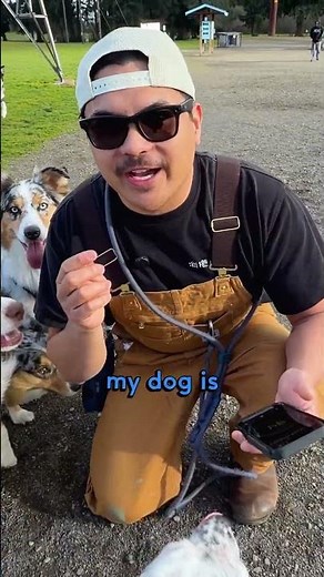 Finding the LOUDEST Dog Bark in Public For $100 🐶