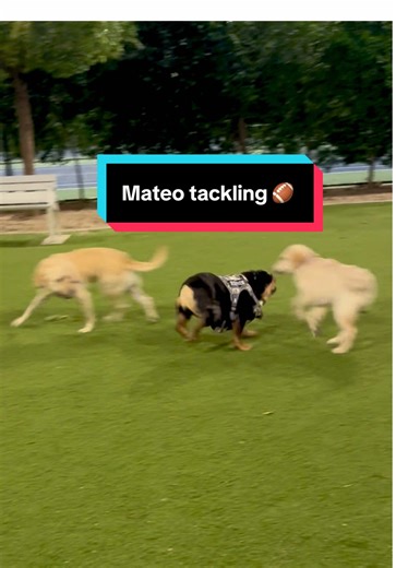 Mateo Practicing Tackle for Football