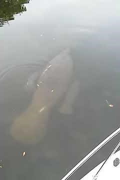 Raw Video: Florida manatee gives birth to twins