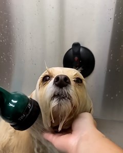 How to ensure bathtime is a pleasant experience for your dog 🚿🐕 | Furry Tails