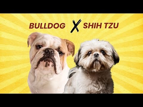 Bulldog Shih Tzu Mix – What You NEED to Know Before Getting One!