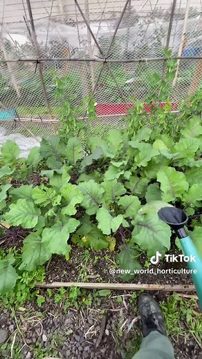 Applying Seaweed Liquid Fertiliser for Thriving Gardens