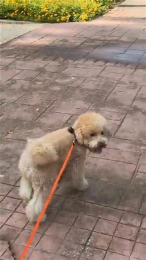 Every dog be like where's my leash 😂 #dog #funnyanimals #shortsfeed