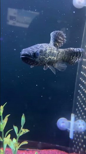 Wolf Fish The Freshwater Predator With a Bite Made for Trouble #shorts