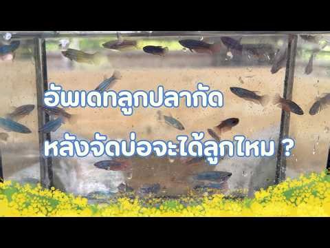 ลูกปลากัดแรกเกิดหน้าตาเป็นยังไง ??