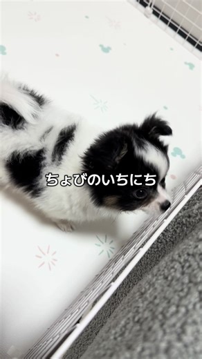 （ママが休日の）僕の一日🎶 お迎え当日から教えてないのに トイレは8割成功🫧 1週間でお座りも習得してくれて 天才かと思いました🐶（親バカ） byママ #犬 #子犬 #ポメチワ #犬のいる暮らし