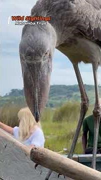 Giant Shoebill Storks Land on Boat