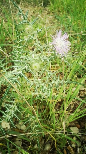 Bull Thistle (Cirsium vulgare)