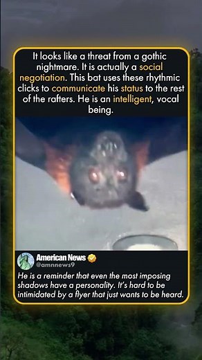 BAT COMMUNICATION