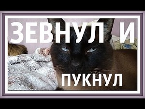 Сиамский кот пердит Звук пердежа Звук пука Как пукают животные Сиамский тайский кот громко пукает