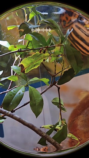 Leaf or Insect? These insects look like leaves. See if you can spot them.