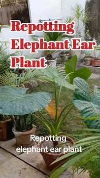 Repotting Elephant Ear Plant, soil preparation #shortvideo #gardening #youtubeshorts #plants