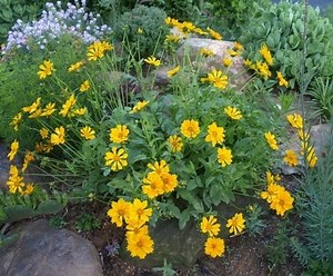 Coreopsis auriculata - Alchetron, The Free Social Encyclopedia