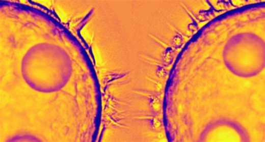 How cilia choreograph their “Mexican wave”, enabling marine creatures to swim