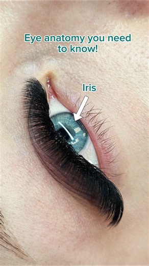 💚 Eye Anatomy 101 for Lash Artists 💚 Understanding basic eye anatomy isn’t just “extra knowledge” — it’s key to safer, more precise lash work Here’s what every lash artist should know: ✨ Iris – The coloured part of the eye that controls light intake. If your lash light is too bright or too close, the iris tightens and can trigger watery or sensitive eyes. Keep lighting soft and angled away from direct gaze. ✨ Pupil – The black circle in the centre of the iris. The pupil’s position tells you wh