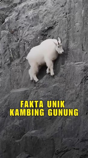 UNIQUE FACTS ABOUT MOUNTAIN GOATS