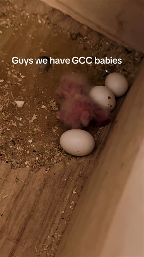 Starting My Journey with Baby Green Cheek Conures