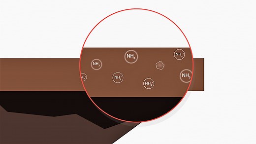 Understanding Nitrogen Loss: Volatilization