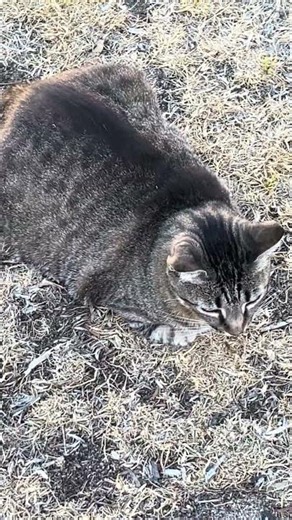 🦄🦄🦄🦄🦄 #cats #shorts