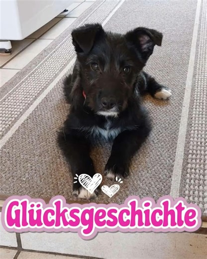 RAANI und BARBETTA - gemeinsam gerettet, zusammen adoptiert ❤️ #glück #adoptdontshop