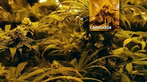 71 Days in the Life of Cannabis