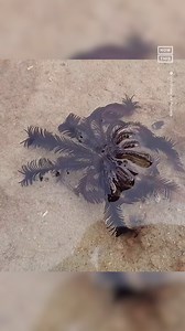 No, this is not a walking seaweed — it’s a marine animal that’s known as a crinoid, or feather star. This footage, taken by a tourist in coastal Thailand, shows the crinoid moving through low-tide waters. According to Reuters, feather stars have a ‘small disk-like body and feathery arms used for feeding and swimming.’ | Did You See This?