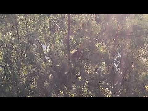 This Animal Sounds Just Like A Baby Crying !!! 😢